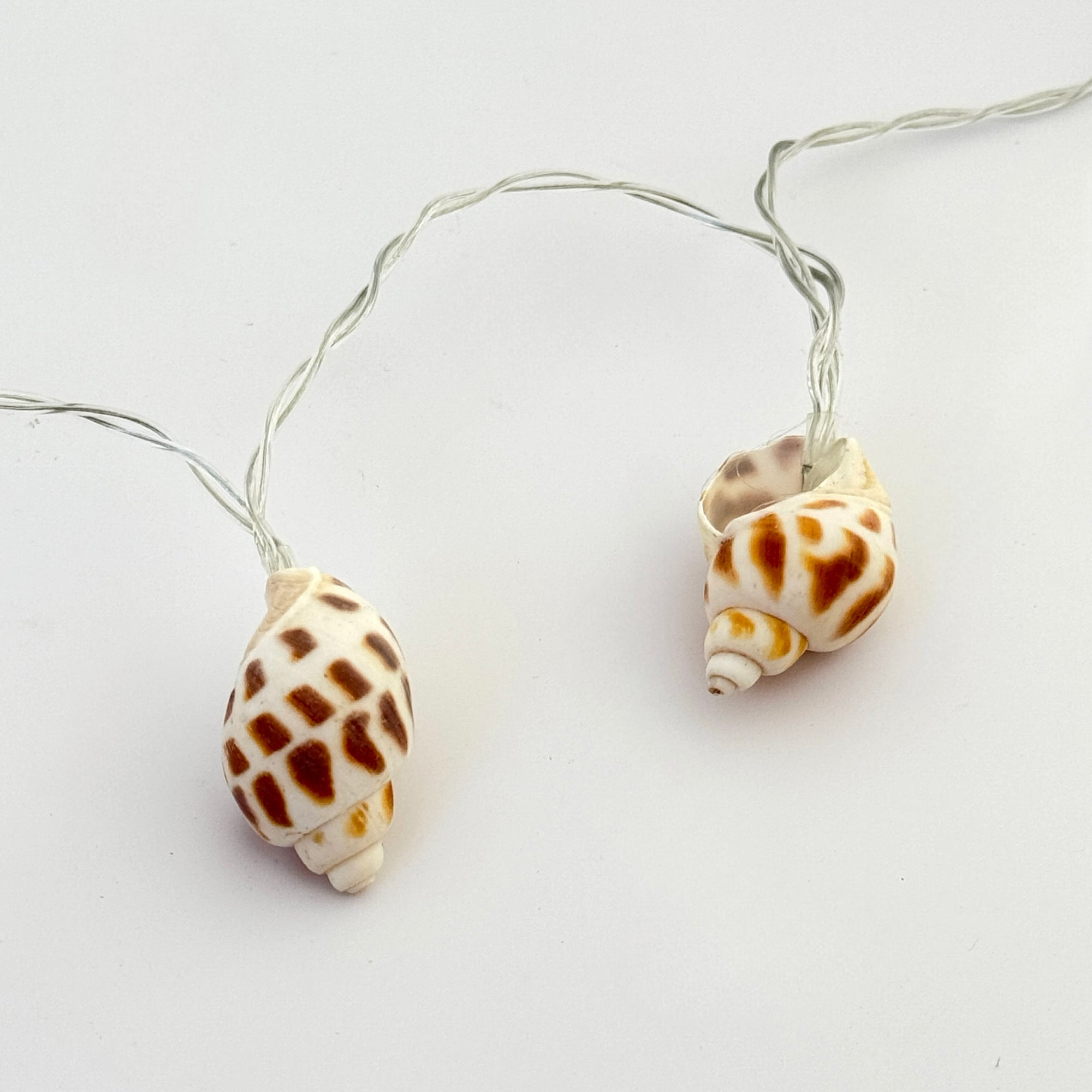 CONCH SHELL SOLAR STRING LIGHT – Common Circus