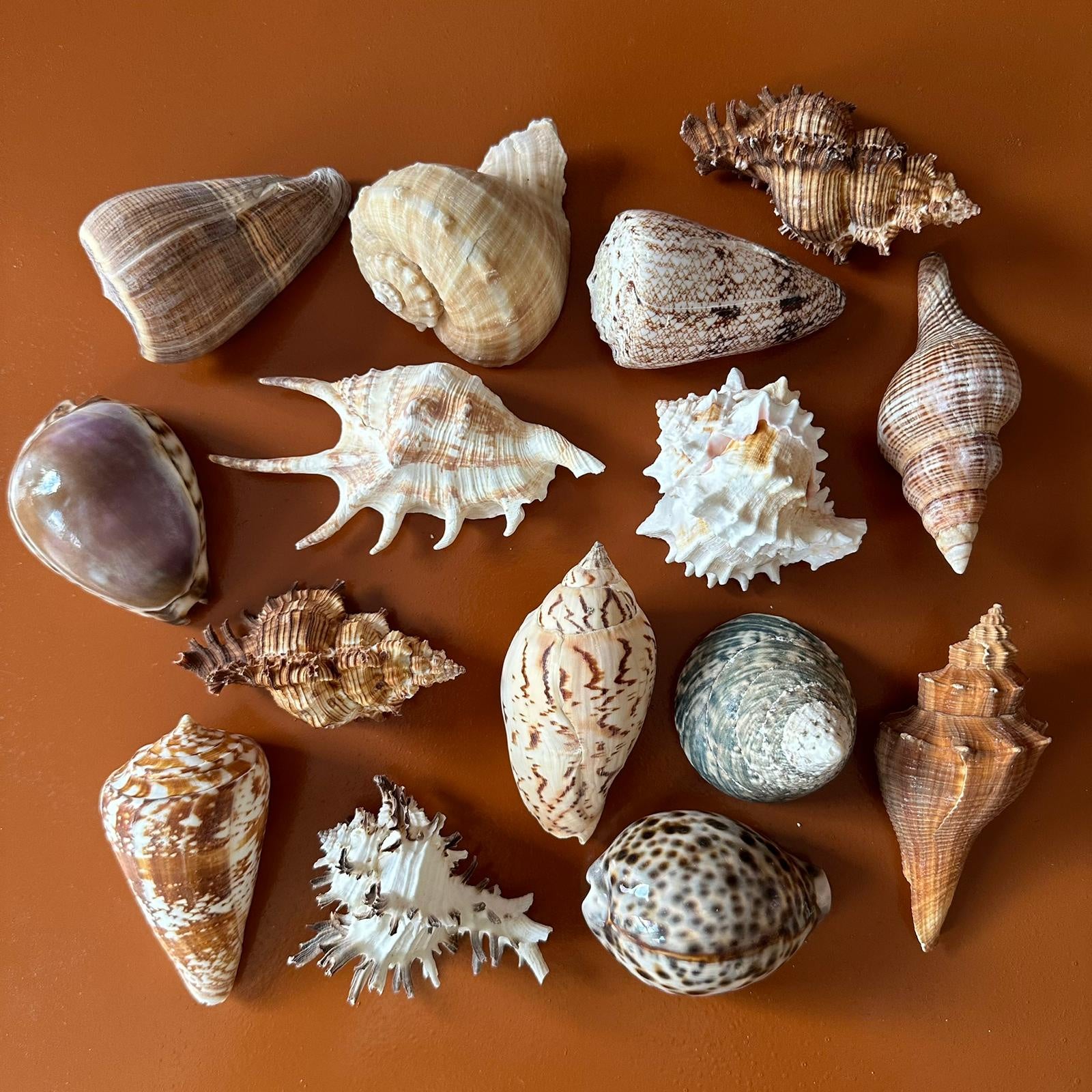 ASSORTED SHELL: MIXED