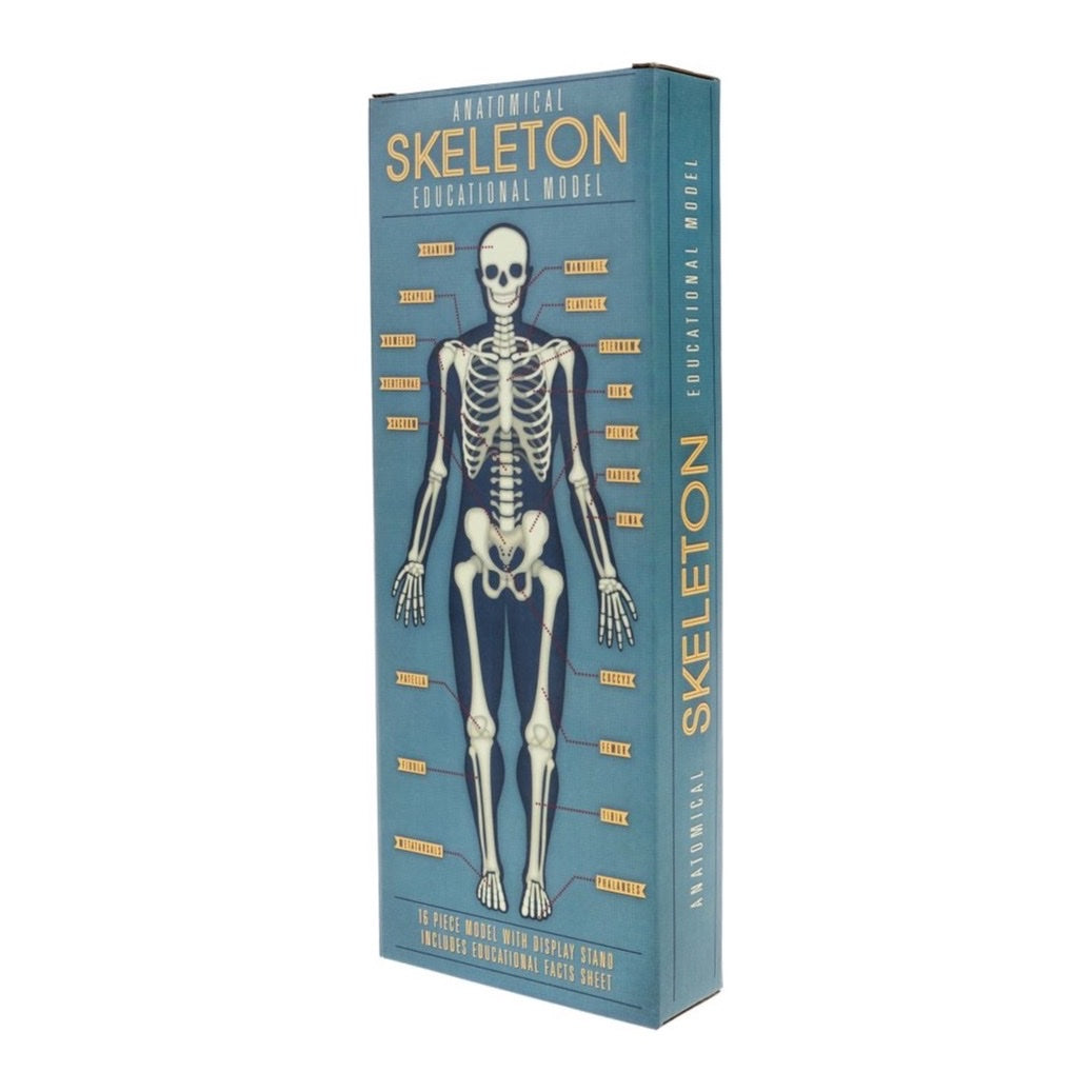 REX LONDON ANATOMY SKELETON MODEL