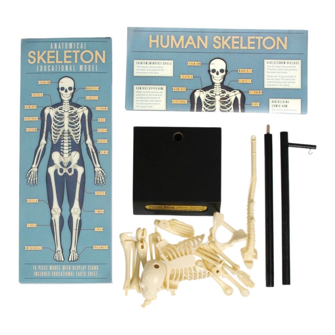 REX LONDON ANATOMY SKELETON MODEL