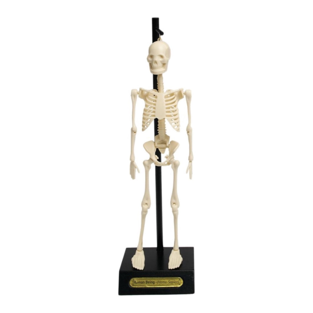 REX LONDON ANATOMY SKELETON MODEL