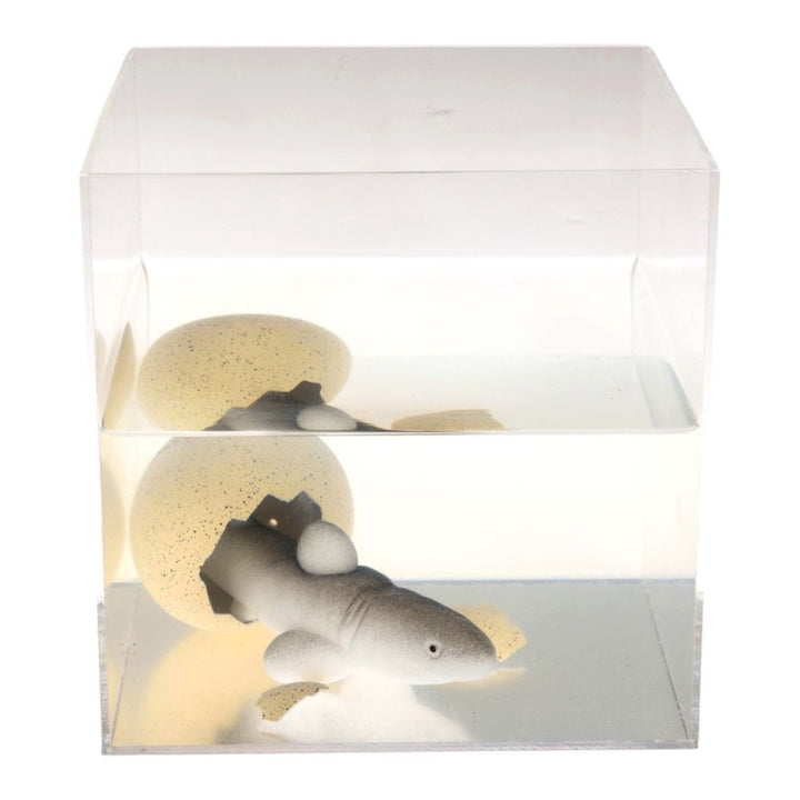 REX LONDON GIANT HATCHING SHARK EGG