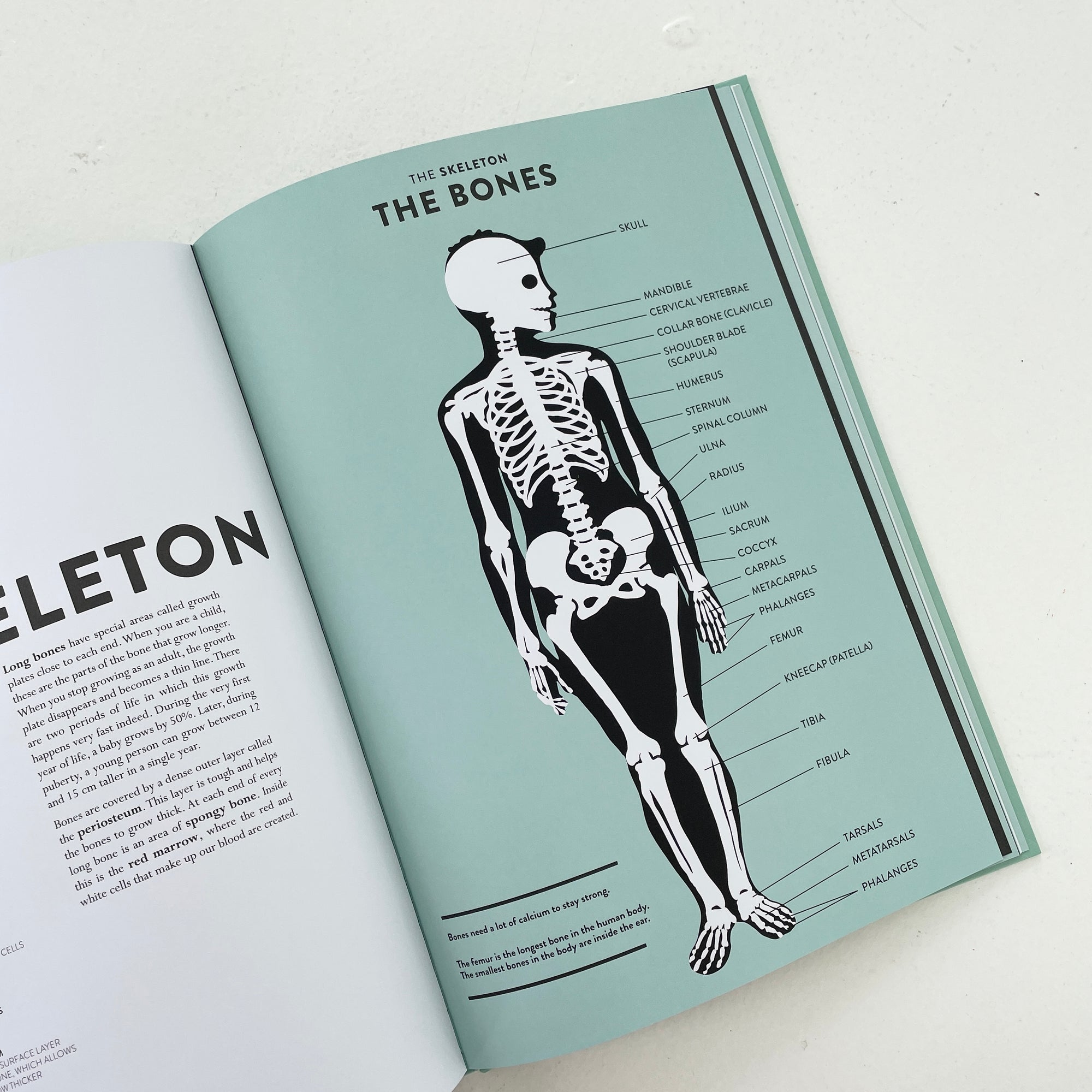 ANATOMY: A CUTAWAY LOOK INSIDE THE HUMAN BODY