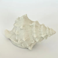 SHELLS MINI OUTDOOR LIGHT: CONCH