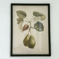PYRUS FRAME GLASS PRINT: 1