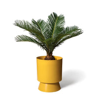 LIGHTLY PALM SPRINGS PLANTER LARGE: TURMERIC