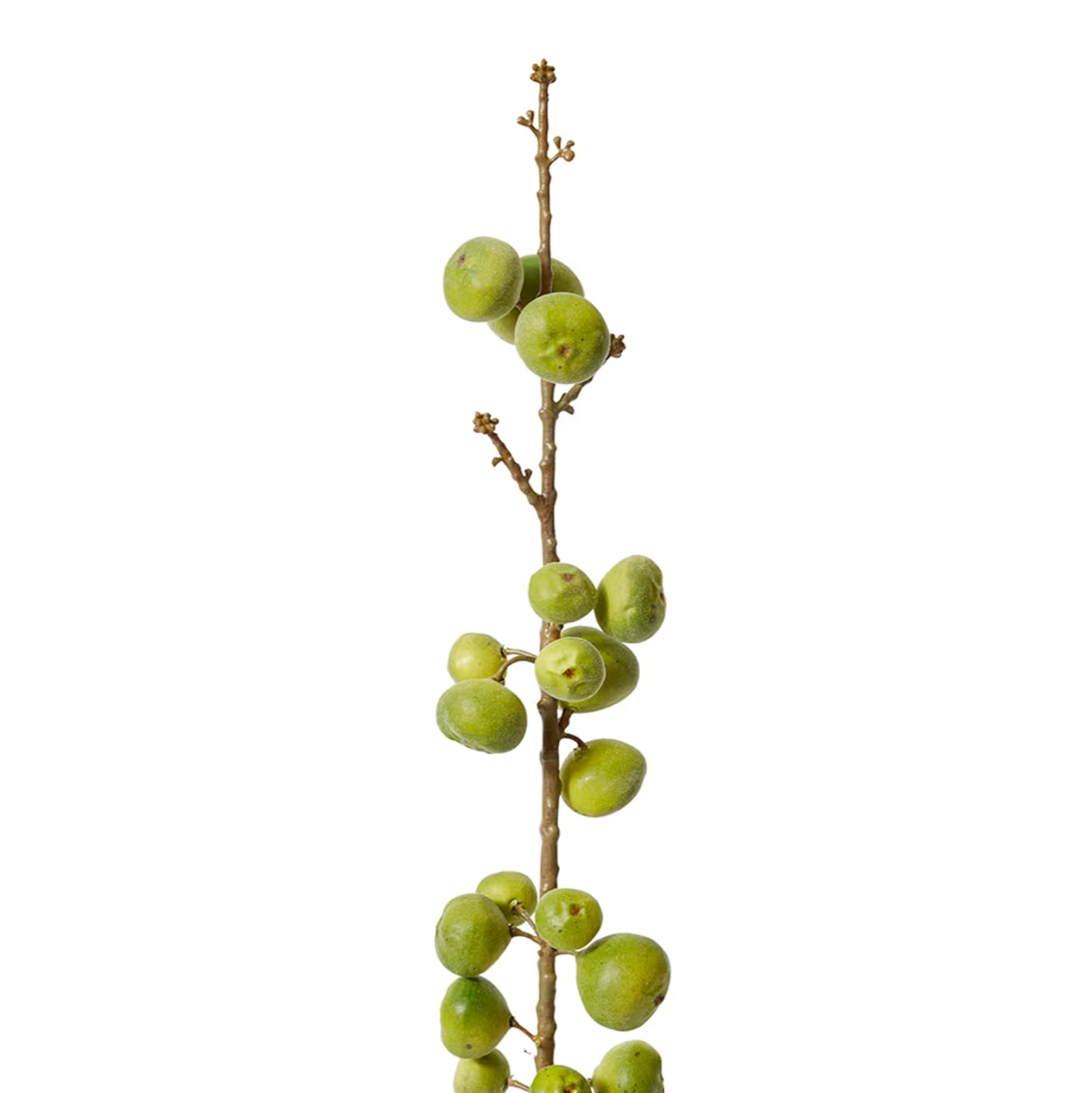 FIG STEM