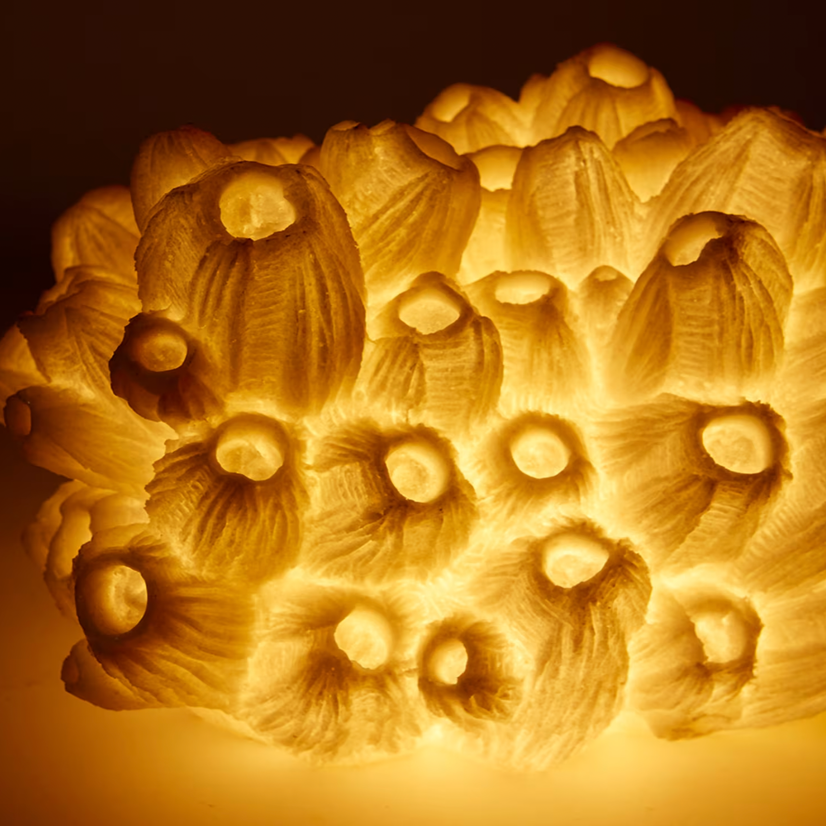 CORAL LAMP: SEA LOTUS