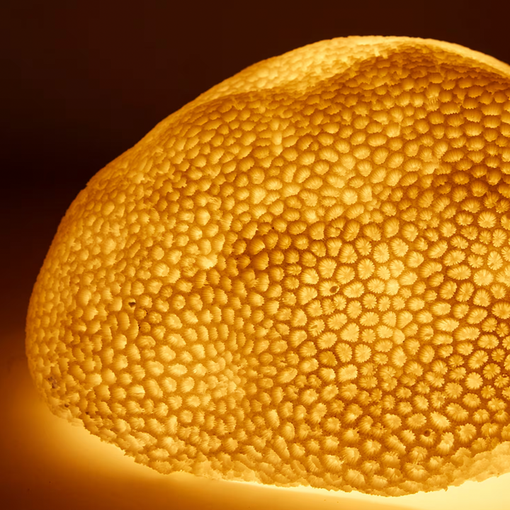 CORAL LAMP: STARLET