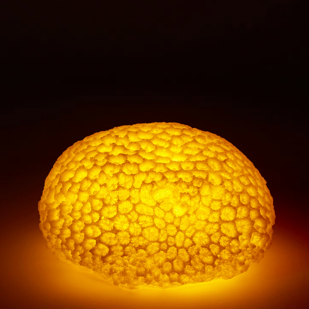 CORAL NIGHT LIGHT: STARLET