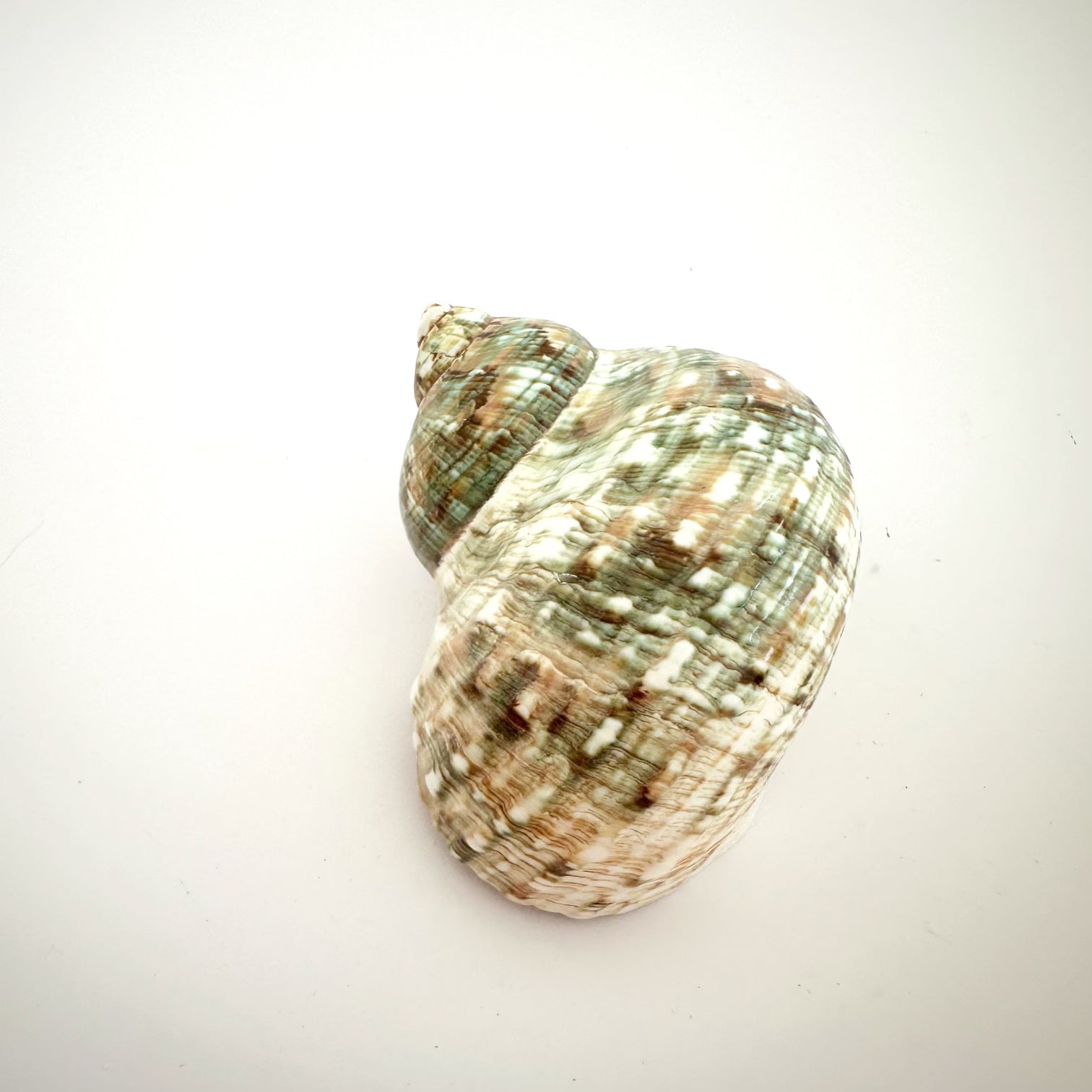 Hermit Crab Home – Jade Green Polished Turbo Shell, 4-4.5 Inch Opening, Plus Free Nautical Decor Ebook - View #3