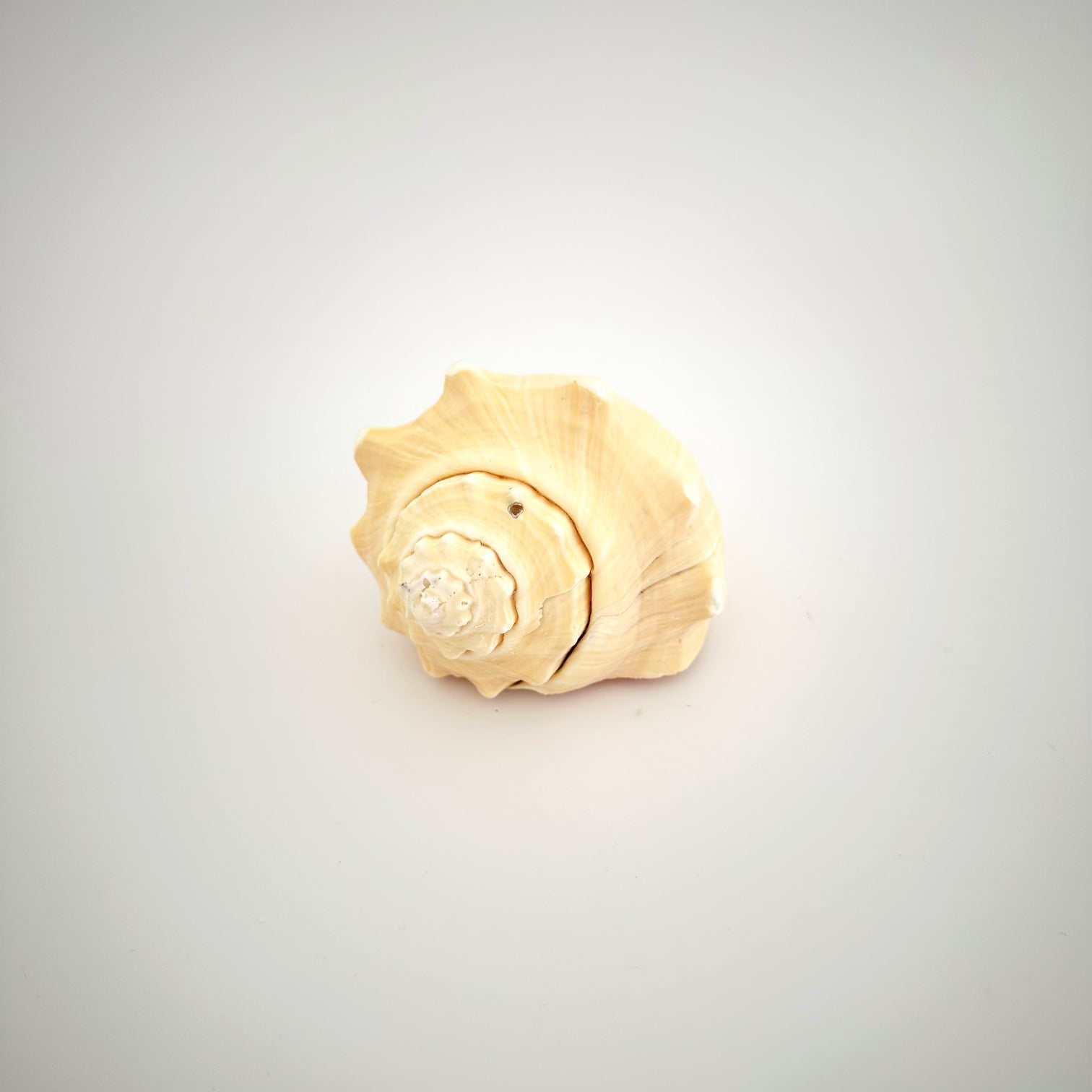 Hemifusus Conch Shell