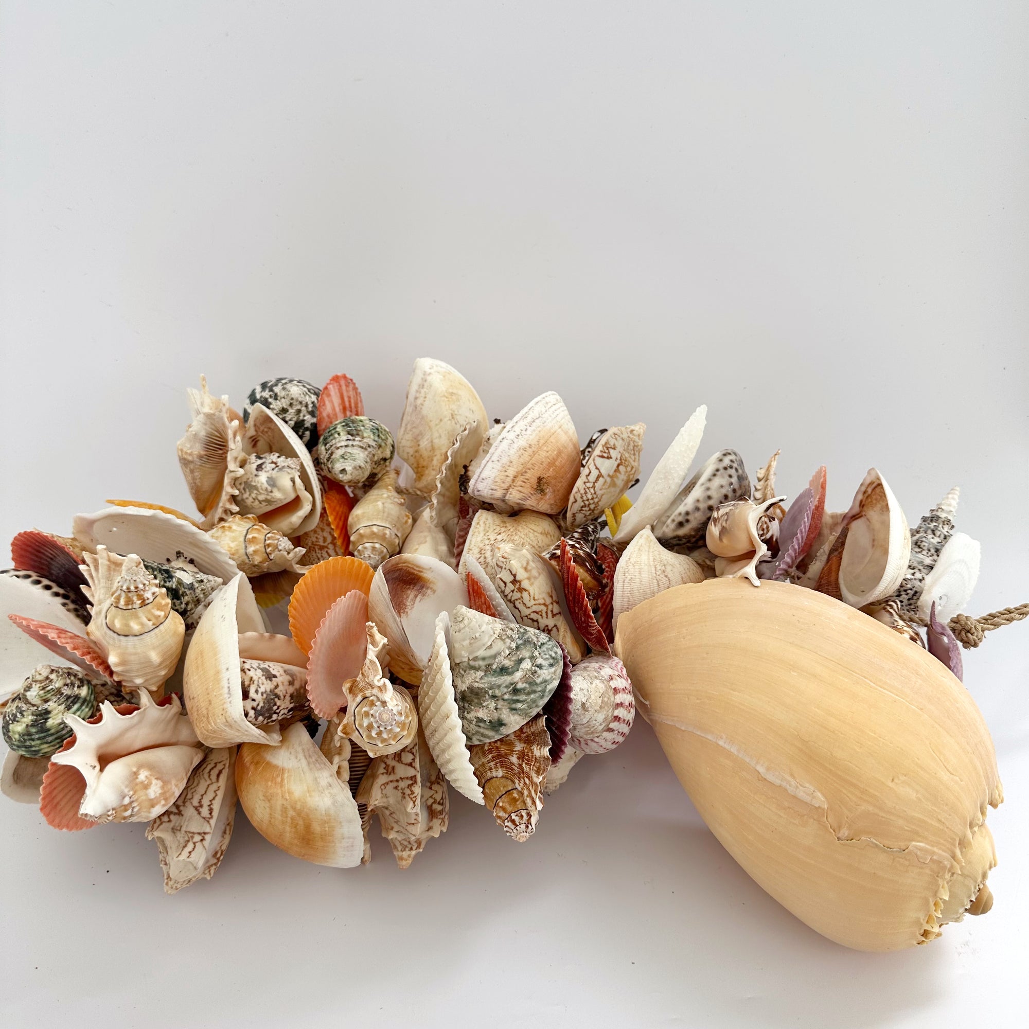 ASSORTED SHELL CLUSTER: 110CM