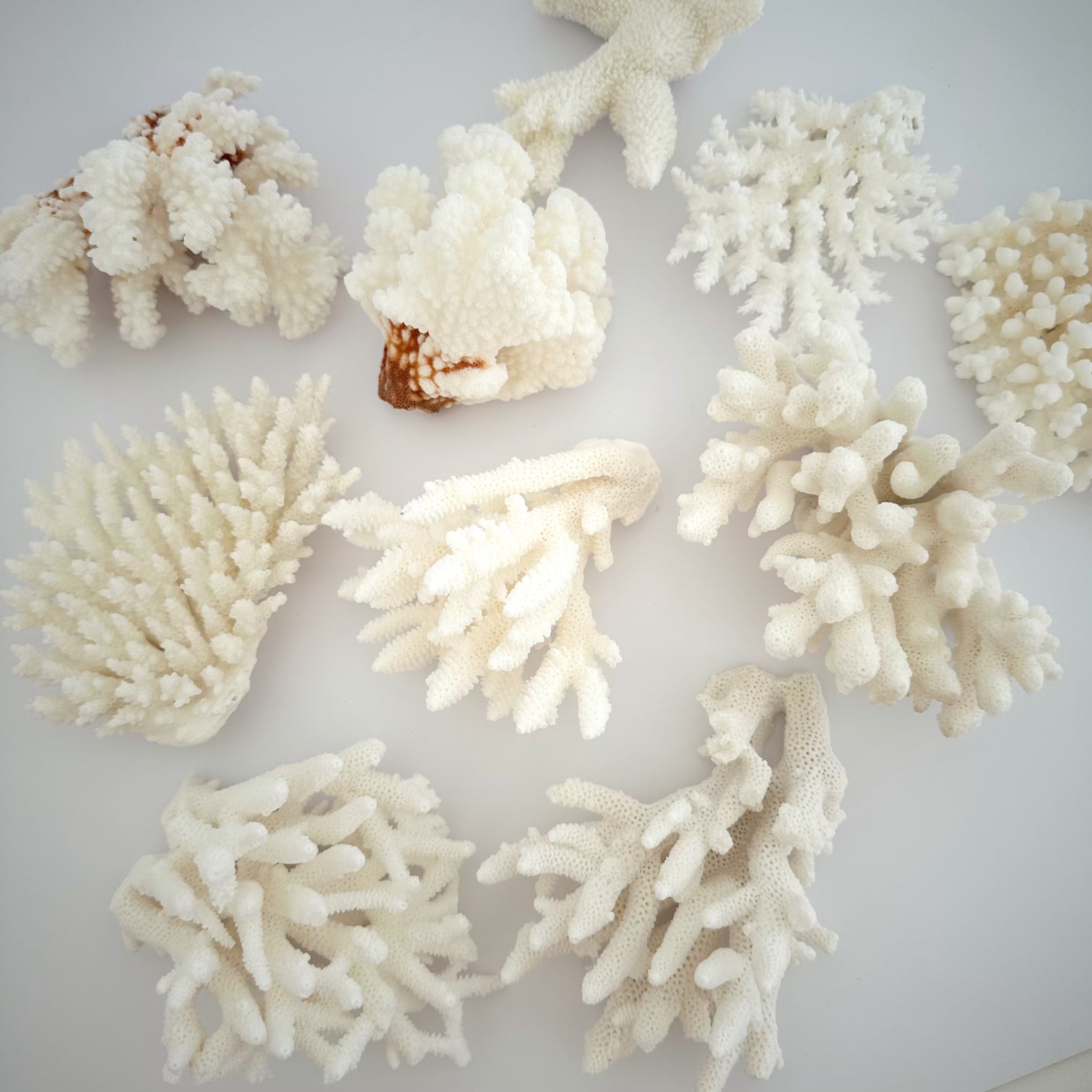 ASSORTED CORAL: WHITE