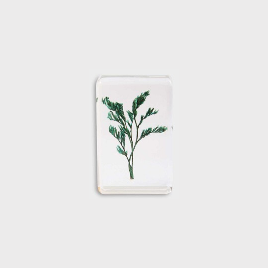 KLEVERING CUBE WILDFLOWER: SMALL