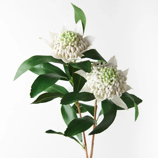 WARATAH SPRAY: WHITE 86CM