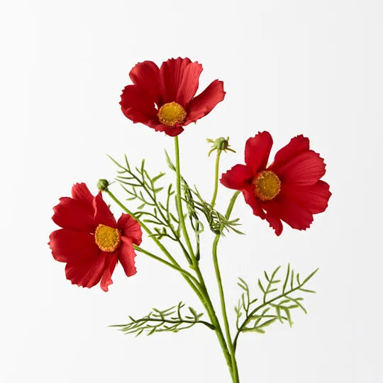 COSMOS SPRAY: RED 50CM