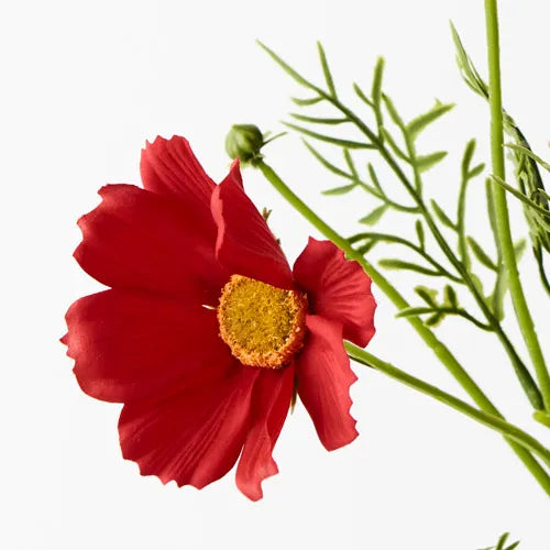 COSMOS SPRAY: RED 50CM