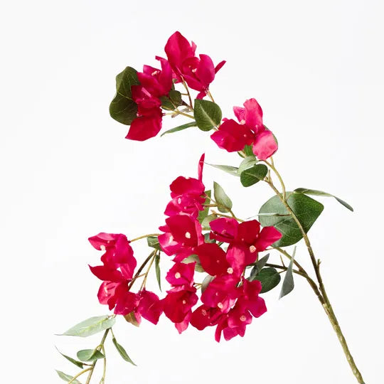 BOUGAINVILLEA HANGING SPRAY FUSCHIA: 110CM