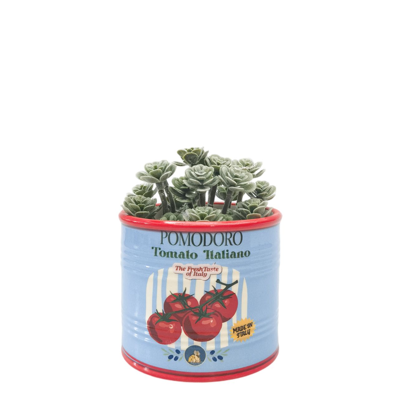 TOMATO ITALIANO CAN PLANTER